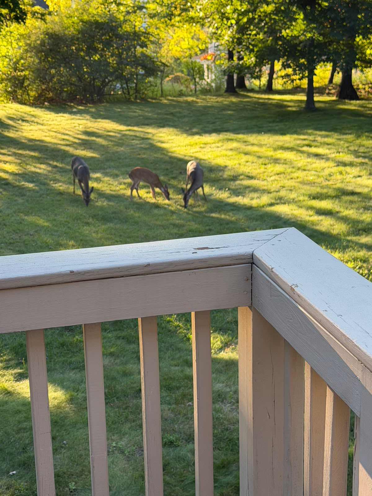Status update image from Alter lowy KWM