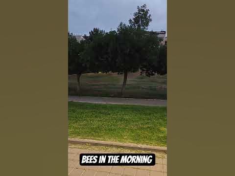 Bees in the morning