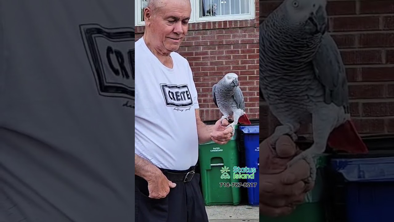 Random guy in Brooklyn with an African #Grey #Parrot. - Status Island thestatusisland.com #nyc #pets