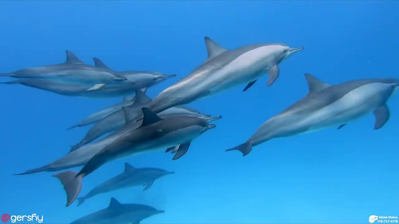 Abisel Dolphins 🐬