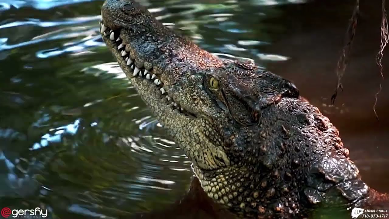 Abisel Crocodiles