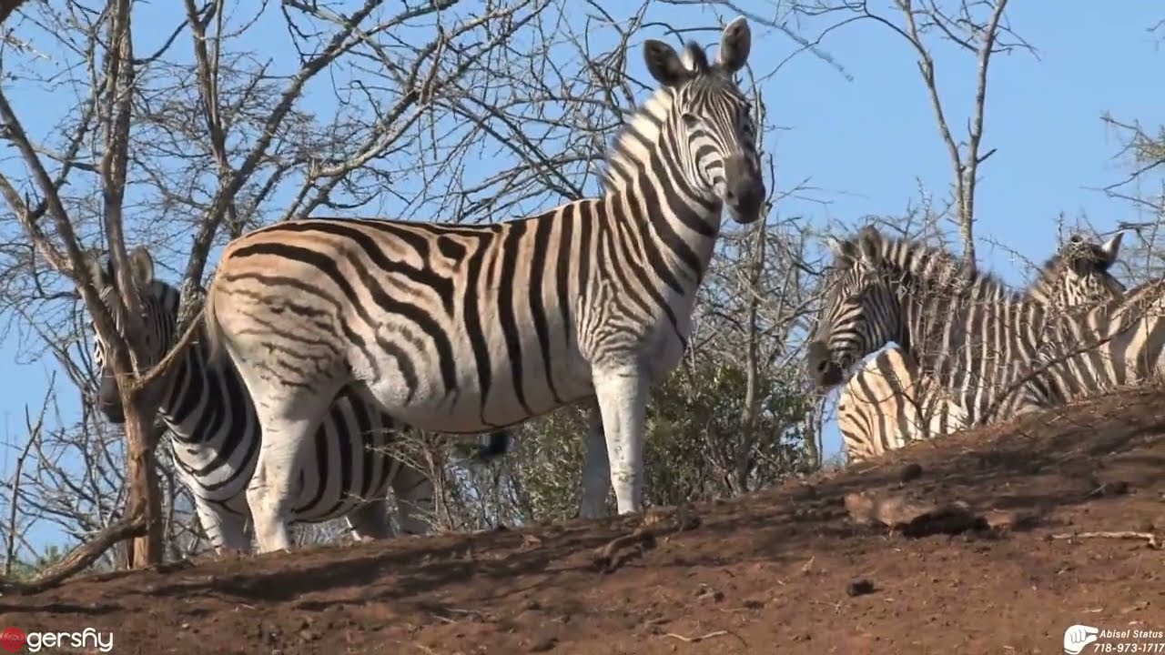 Abisel Zebra 🦓