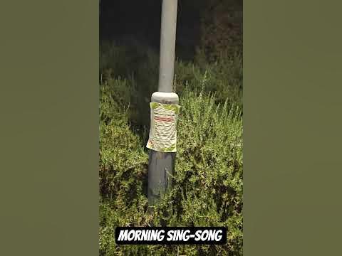 Morning sing-song