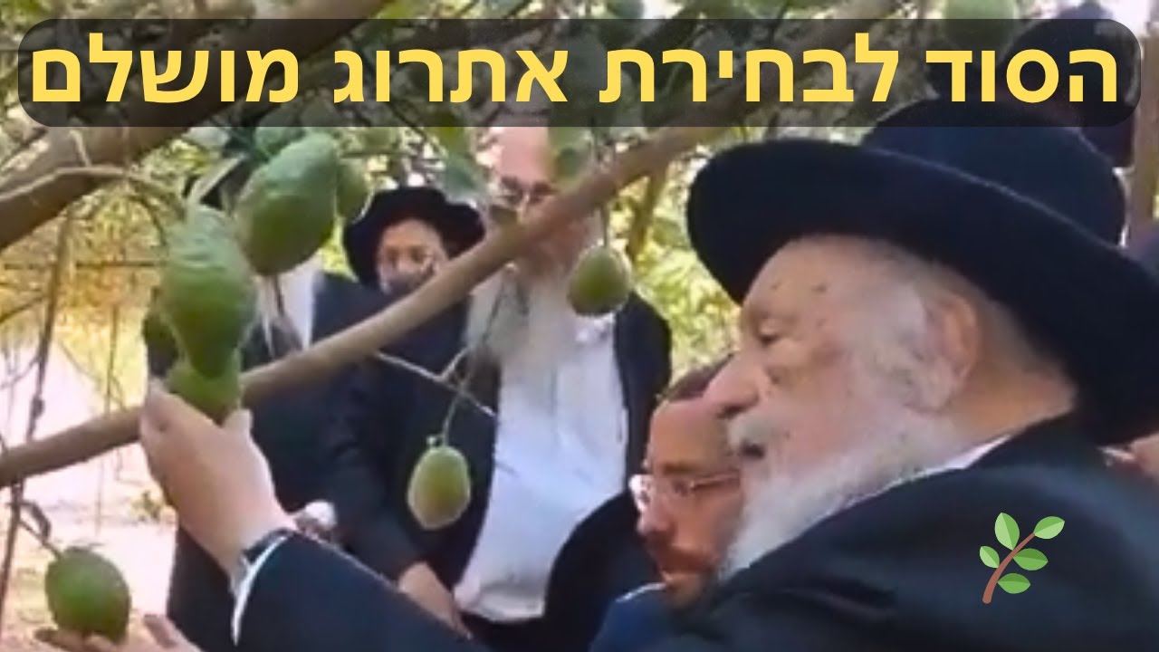 כך רבן של ישראל הגרב"ד פוברסקי בוחר אתרוג ואוגד את הלולב - בצילא דמהימנותא! 🌿👑