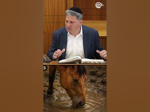 Stop Muddying Your Own Water 🐴💦