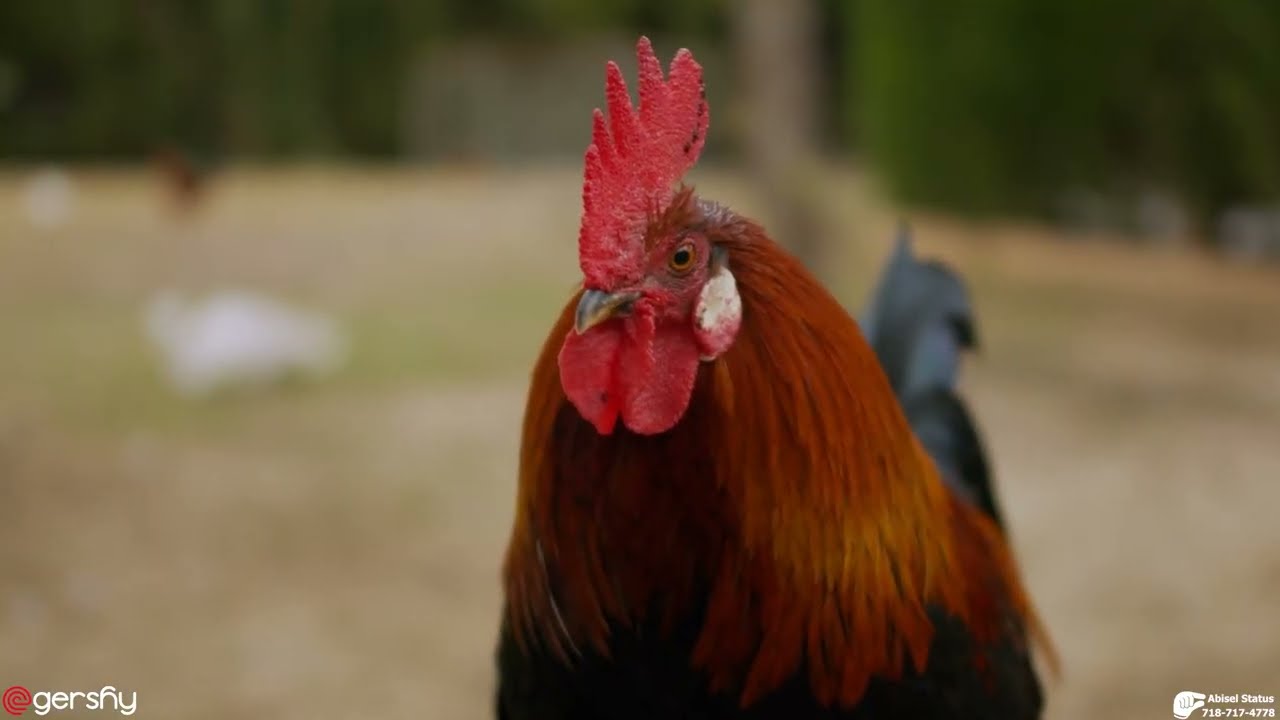 Abisel KoKoriKo | Chicken Stabilizer