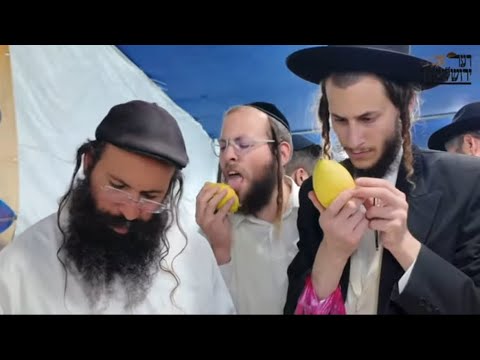 וועלוול ערב סוכות אין ירושלים - Velvl is preparing for Sukkot 2024 in  Jerusalem