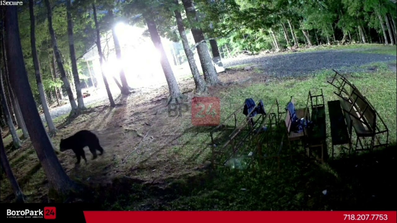 Black bear was spotted walking past the Krula Yeshiva Ketanah shul in South Fallsburg
