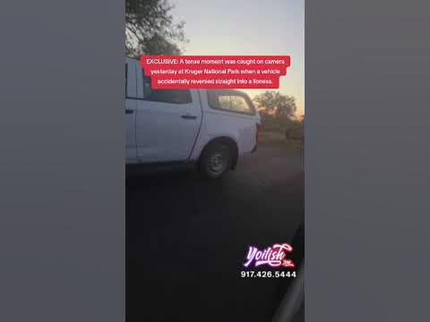 EXCLUSIVE: A tense moment was caught on camera yesterday at Kruger National Park
