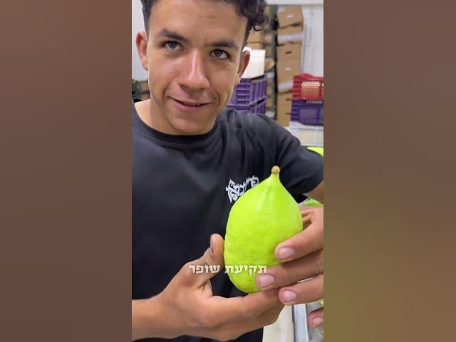 האמת מאחורי התעשיה הכי סודית במרוקו