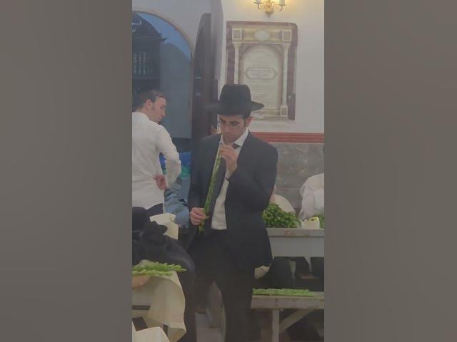 אידן ביים אויסקלויבן הדסים אין די מאה שערים שטיבלעך