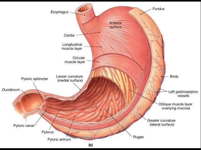 Scientists Discover God By Researching The Stomach