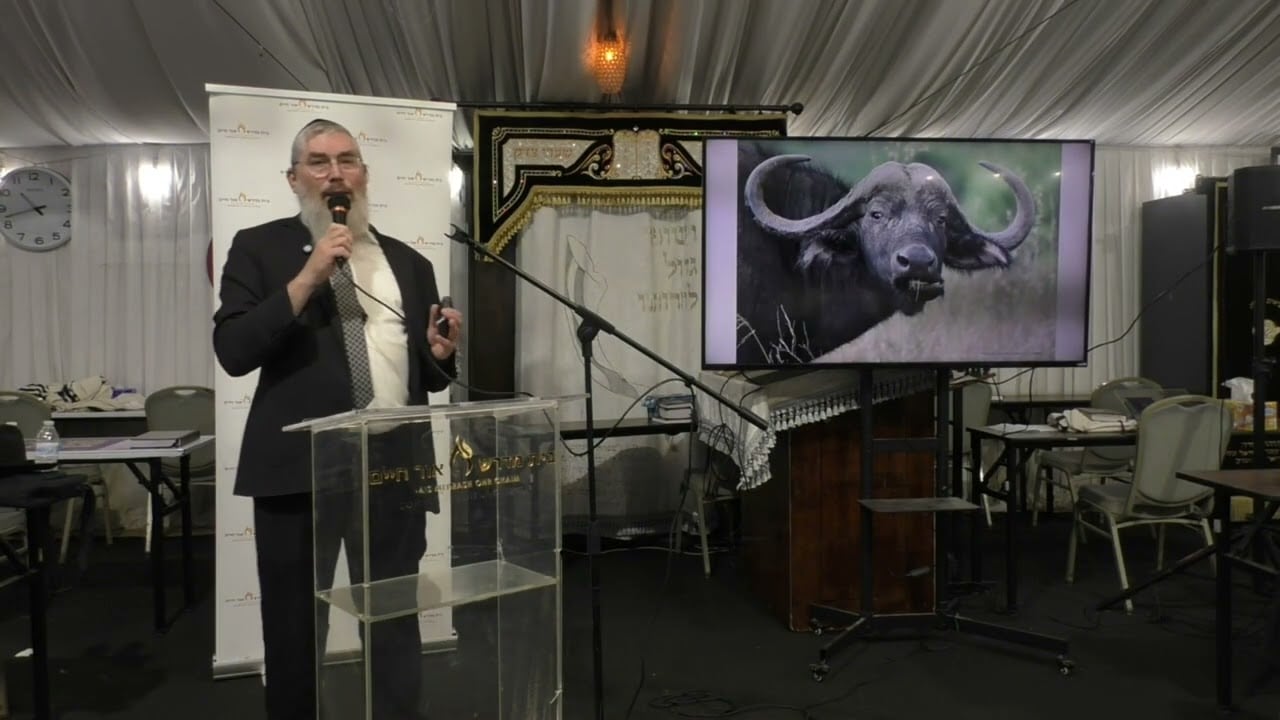 Rabbi Avrohom Reit Shofar and Lulav Presentation at Scheiner's Part 1