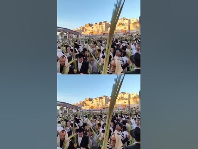 #הושעה רבה #כותל #ירושלים #לולב #jerusalem