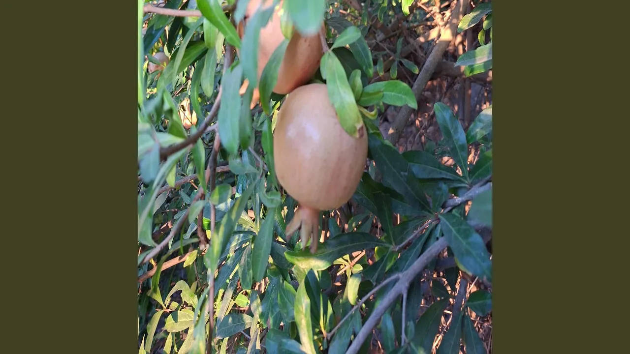 מזמור ו תהילים psalms 6