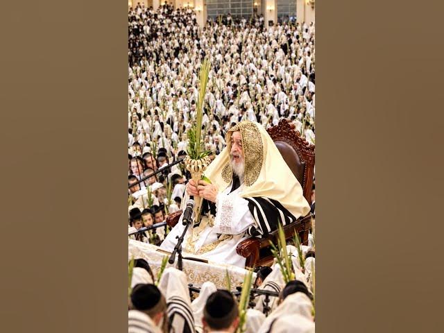 Rebbe, Rabbi, Hasidim, Chassidim, Sukkos, Sukkot, lulav and esrog, lulav and etrog, shaking