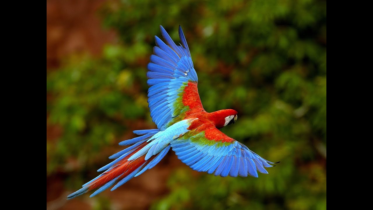 The Wondrous Bird Wing-  a Ma Gadlu project
