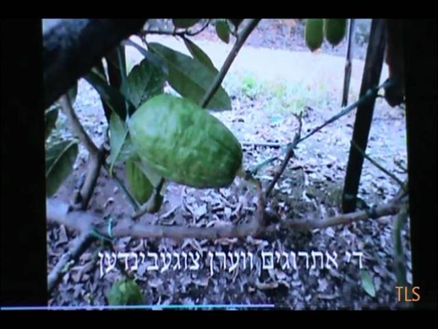 Esrogim Shiur Tri Star Bungalow 2012 Hisachdus