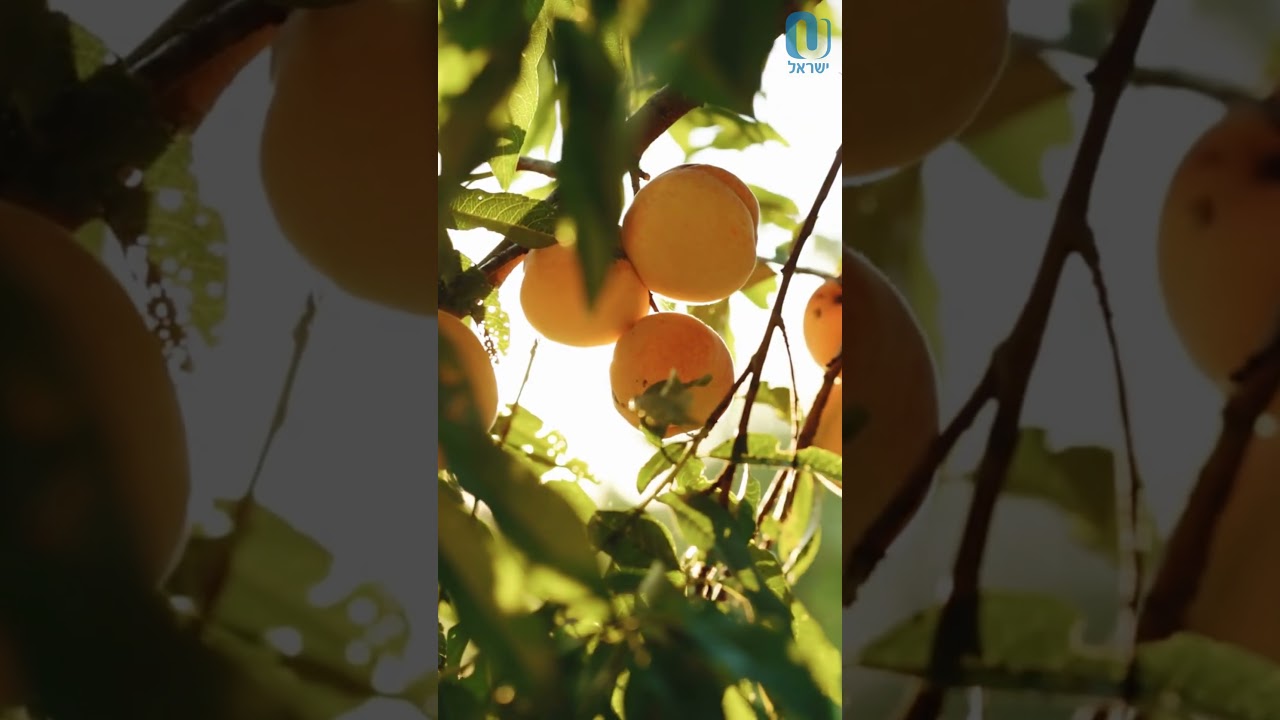 Tu BiShvat | Rabbi Sam Shor