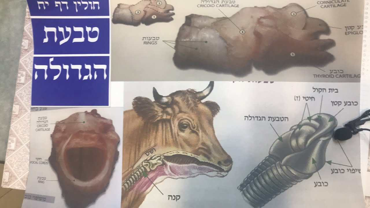 Daf Yomi Chullin Daf 18 by R’ Eli Stefansky