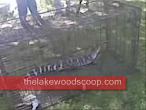 Alligator in trenton