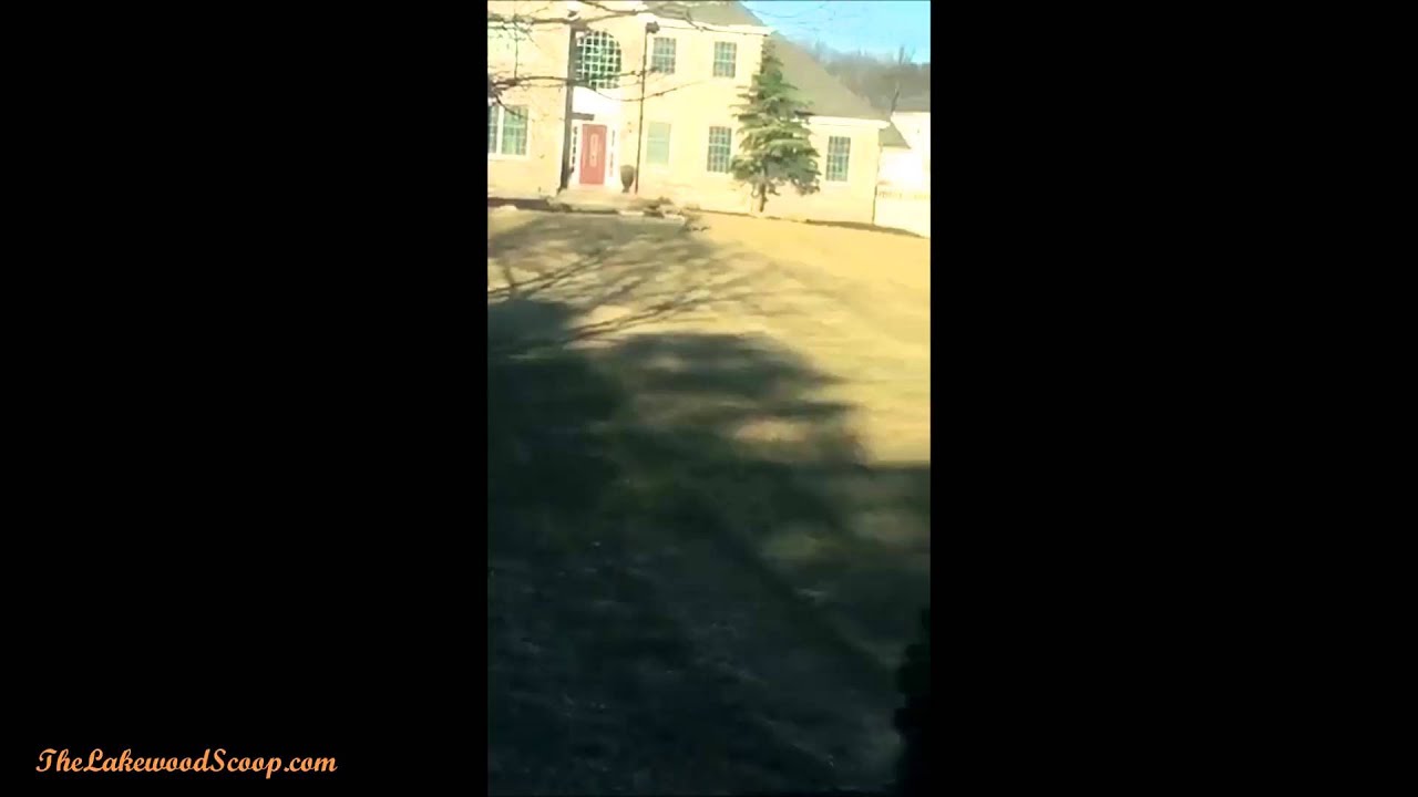 Coyote Spotted in Lakewood