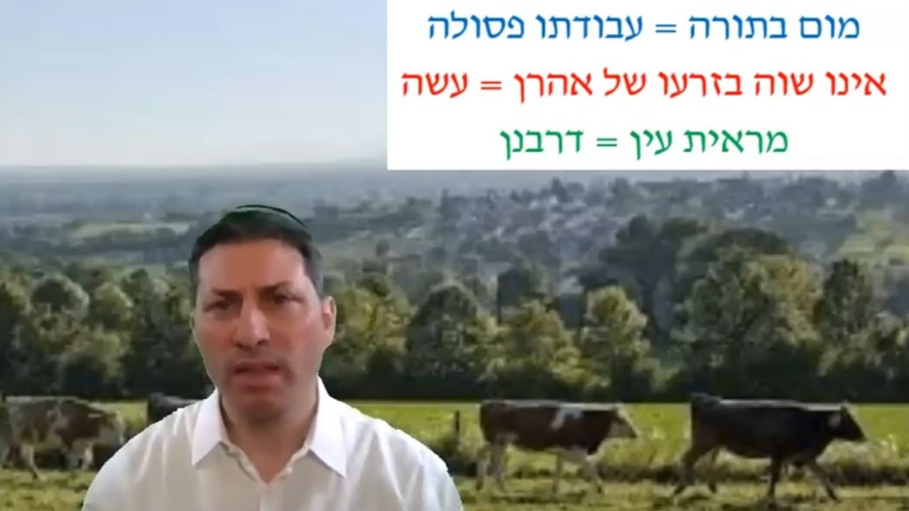 Hebrew סיכום הדף בעברית בכורות דף מג