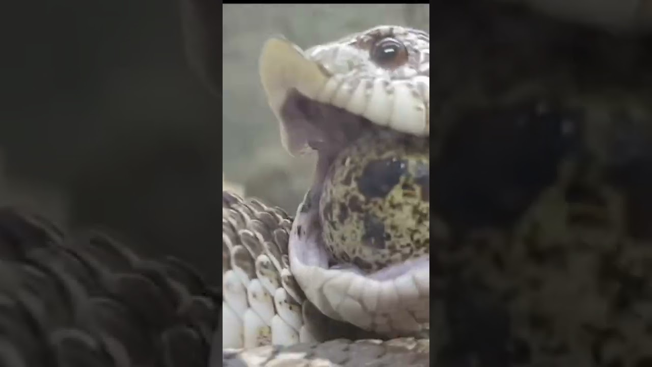 נחש בולע בניין