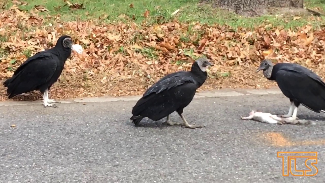 Black Vultures in Lakewood