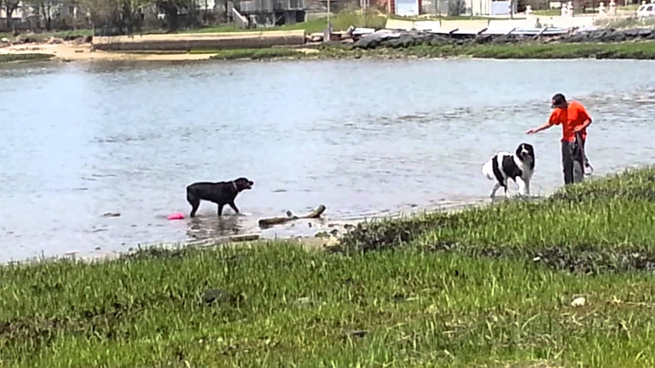 Revenge of the dogs
