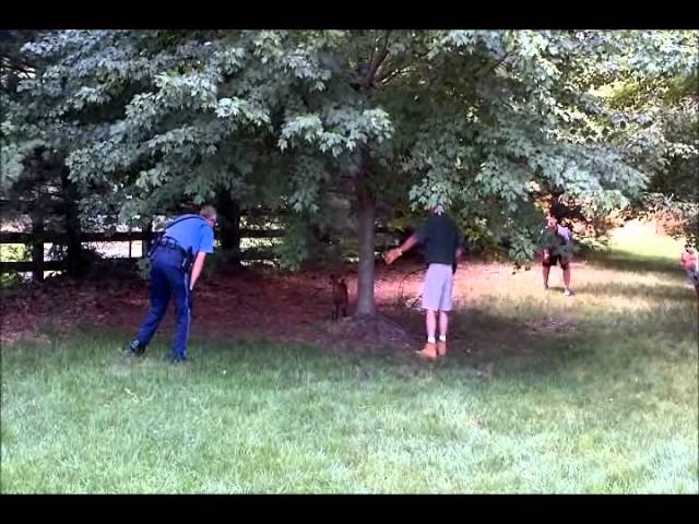 Police Fire Chief and Animal Control Chase Goat on Route 9 Lakewood