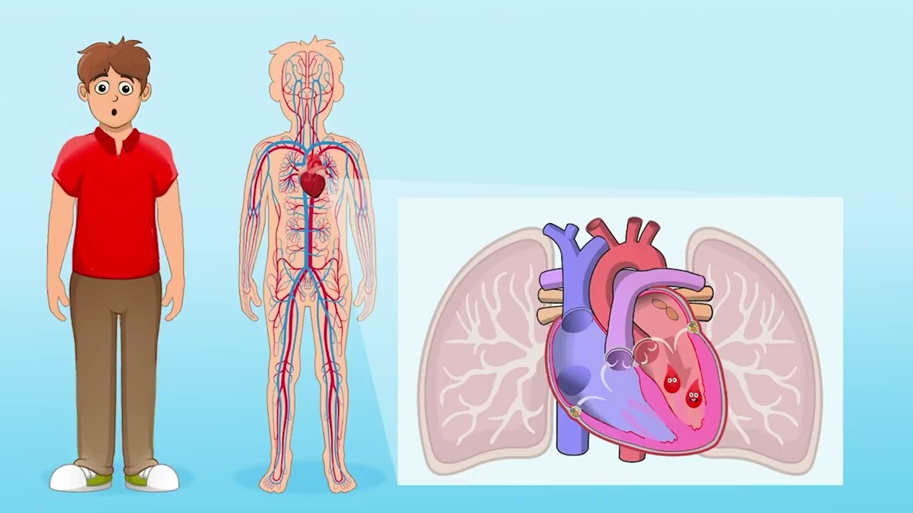 The Circulatory System