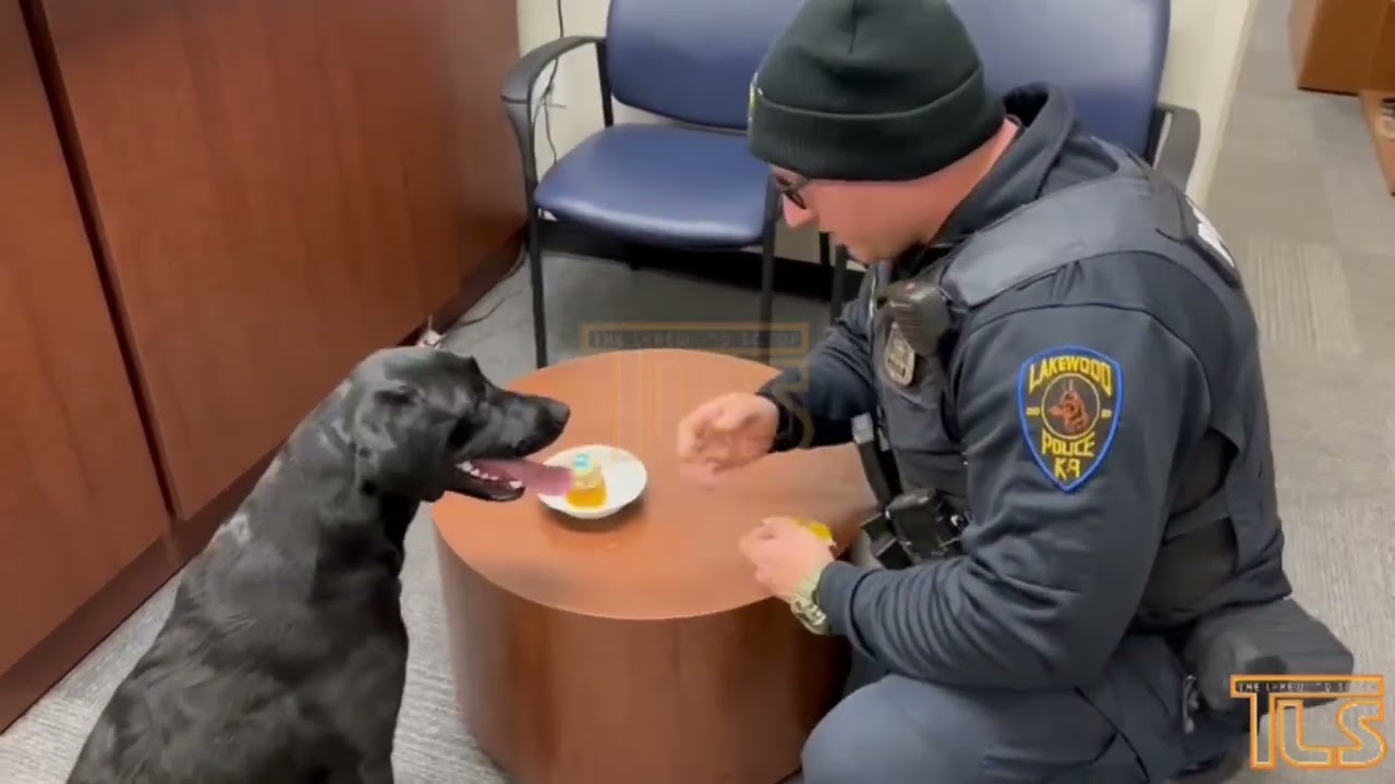 Lakewood Police K9 eating his birthday cupcake