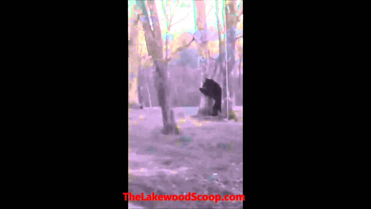Bear in Lakewood NJ