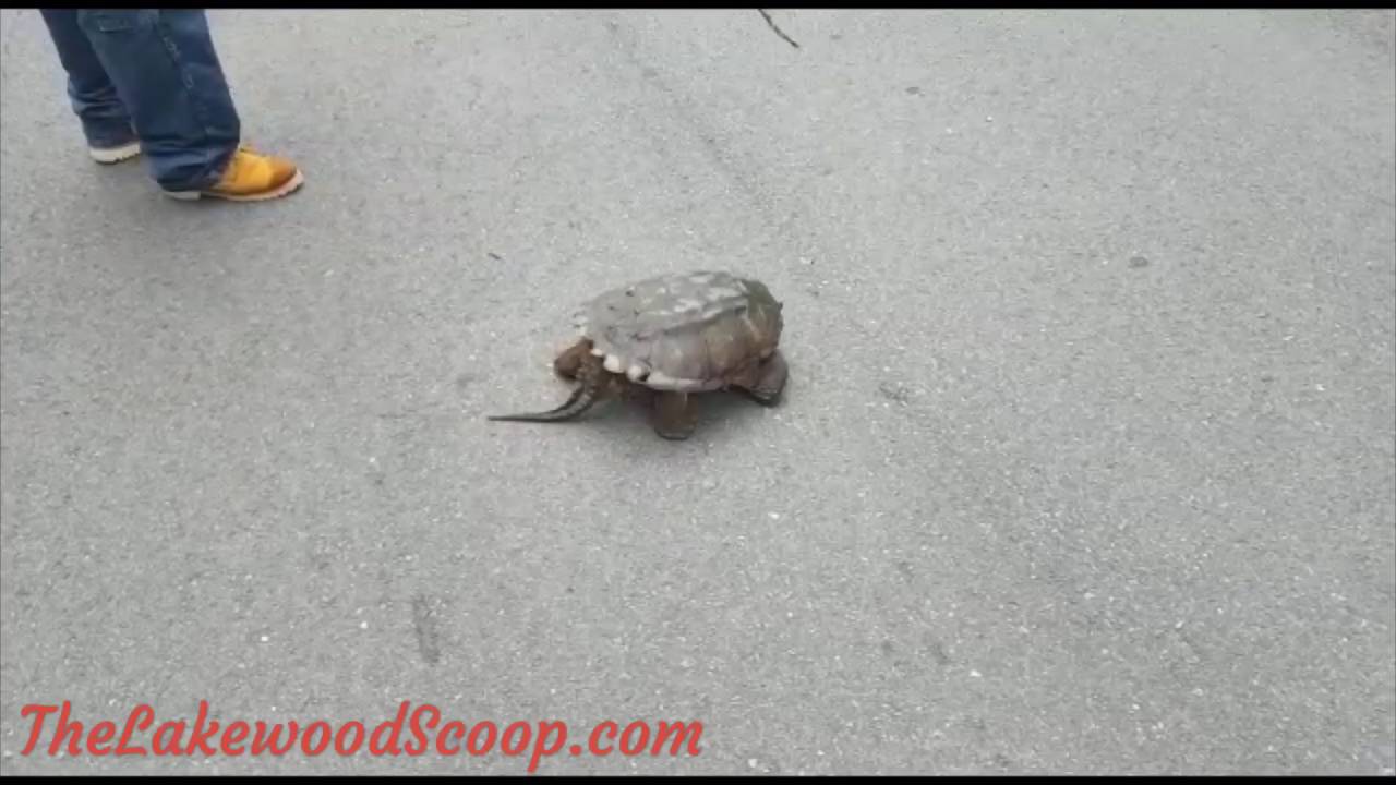 Motorist nearly snapped by snapping turtle on Lakewood road