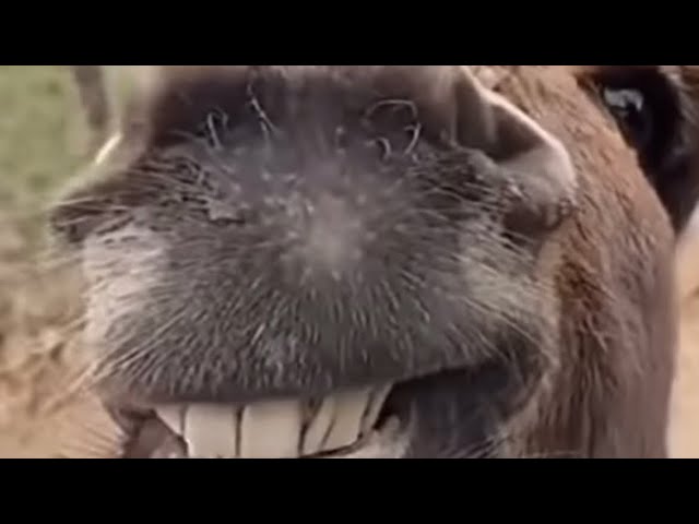 The one with the talking dunkey