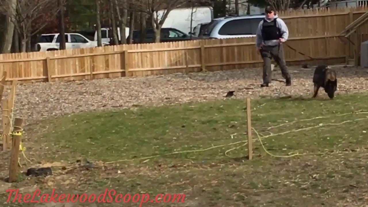 K9 Unattended bag Lakewood