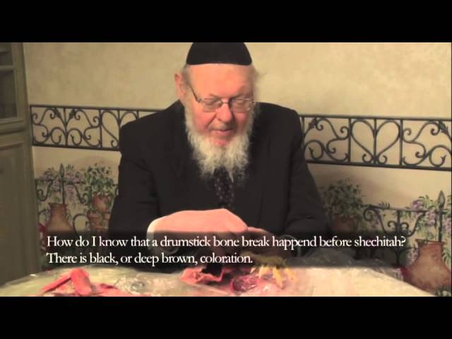 What's wrong with this chicken? - Kidneys & Heart with Rav Nosson Goldberg (7 of 8)