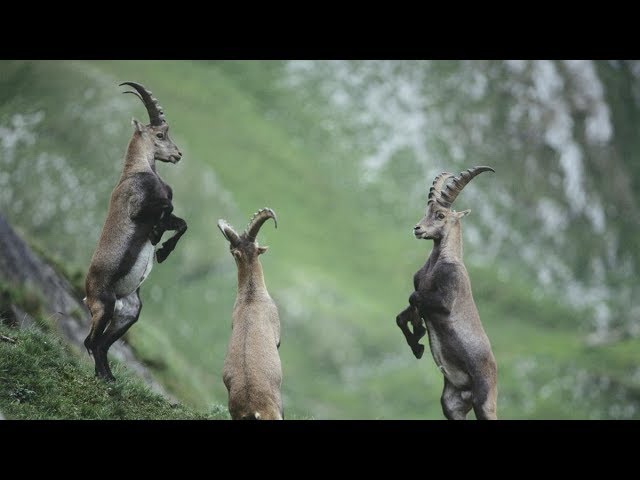 A King and Queen Debate Lamb Chops & Goat Meat
