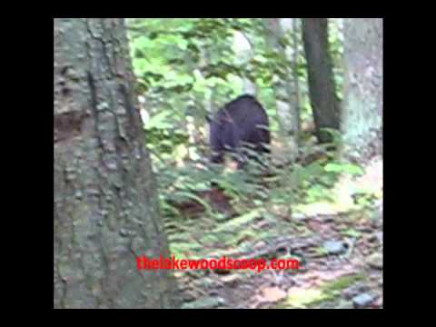 Camp Kanfei Yonah Meets Bear On Hike