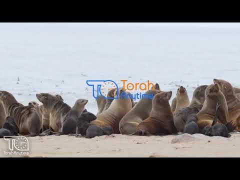 The Unusual Halachik Status of the Seal; Journey to South Africa: Capetown - Kalk Bay
