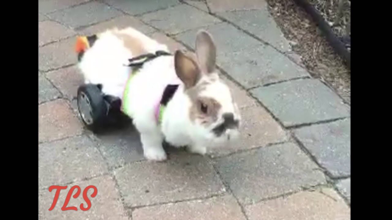 LPD officer builds wheelchair for his rabbit