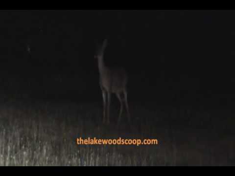 Deer Standing On 7th Street Lakewood NJ