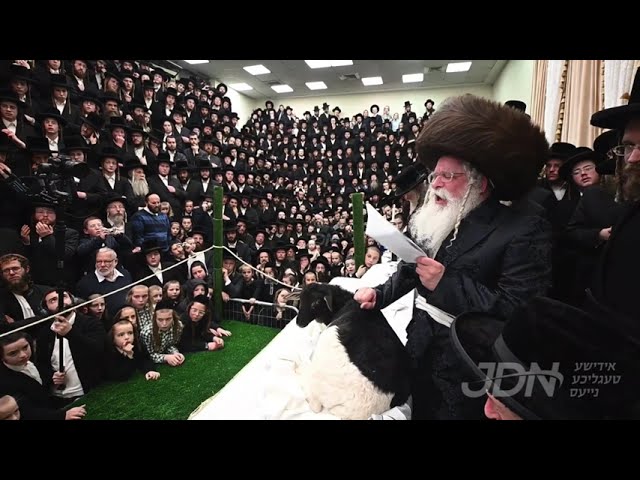 חמשה עשר בשבט אין חצר הקודש נדבורנה ירושלים אינאיינעם מיטן מעמד פדיון פטר חמור