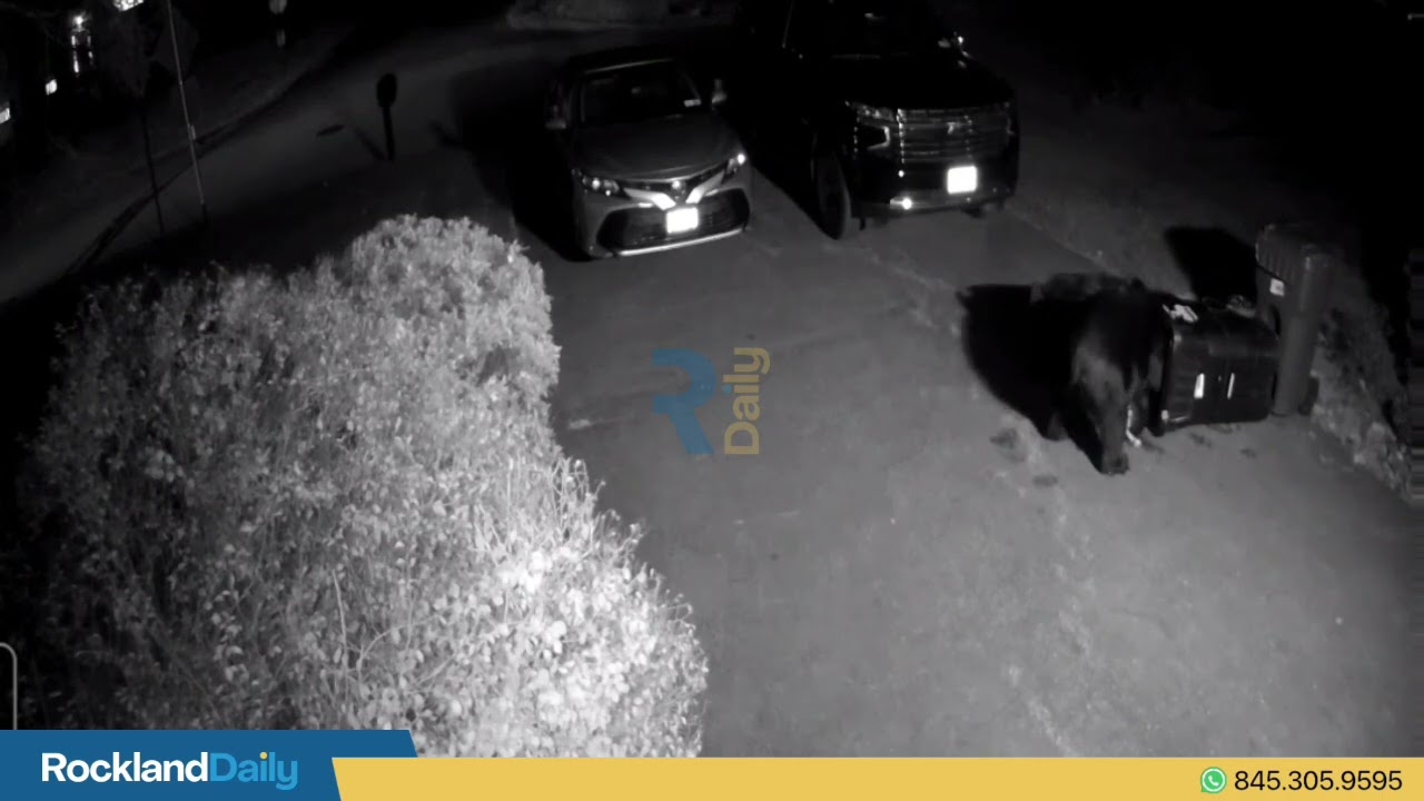 A bear was scene foraging for food on Friday night at a home on Overbrook Drive in Airmont.