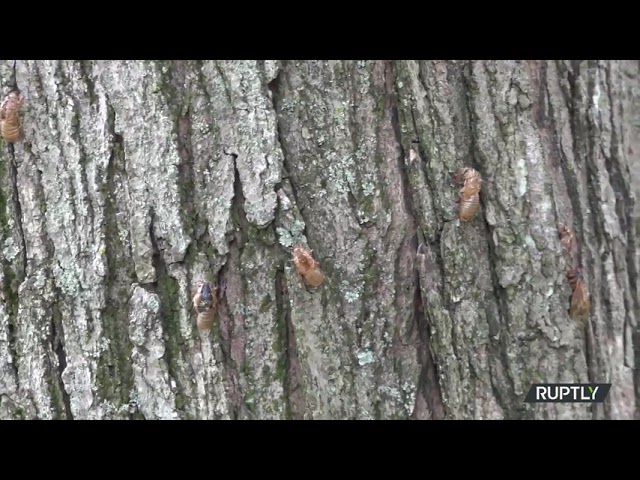 USA: Cicadas emerge after 17 years to take over DC