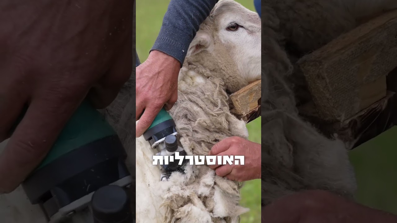 המפעל היהודי ביותר בעולם