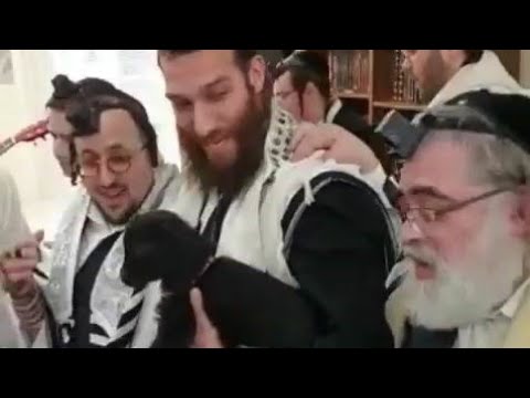 Lipa Schmeltzer & Berry Weber Dancing With A Goat In Shul To Make Poeple Happy Before Purim