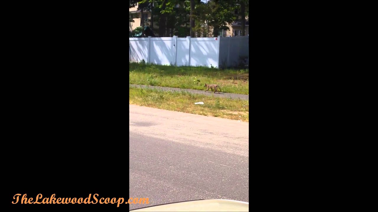 Coyote again Spotted in Lakewood