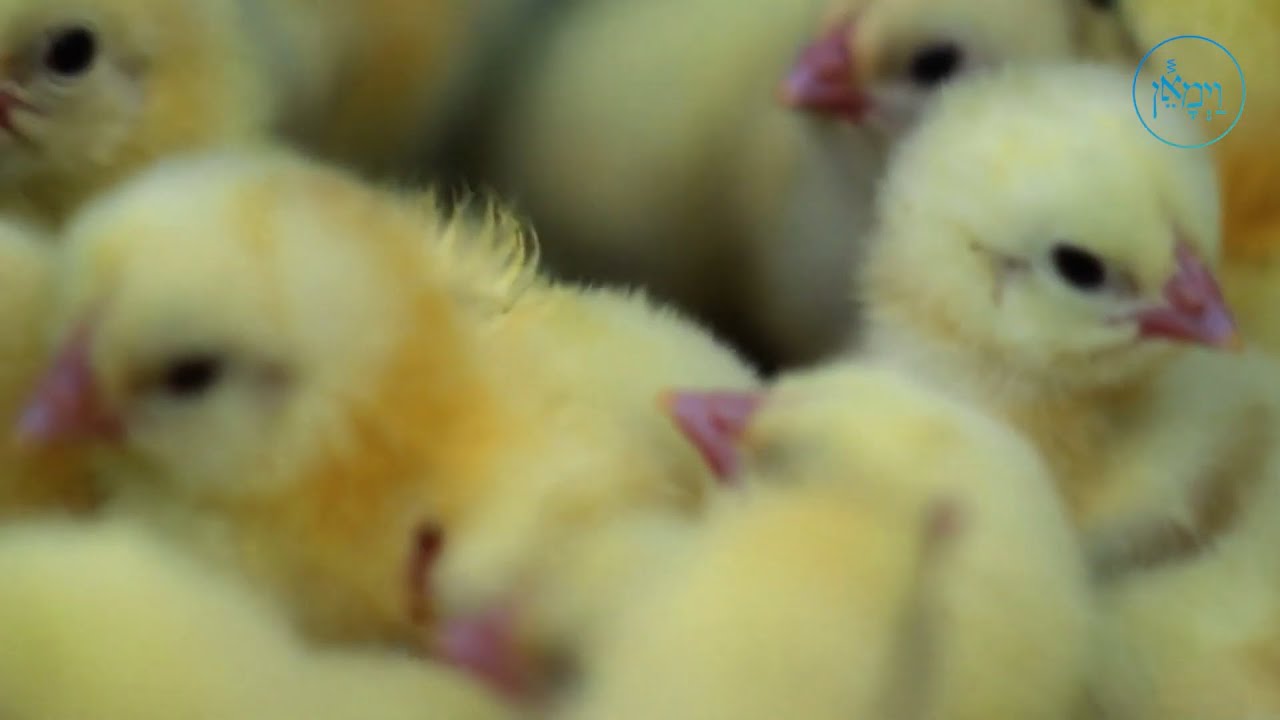 An Eagle Amongst Chickens | Rabbi Yisroel Majeski